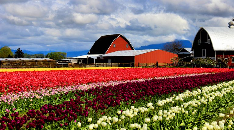 Tulip Festival 